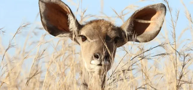 Solutions for High-Frequency Tinnitus