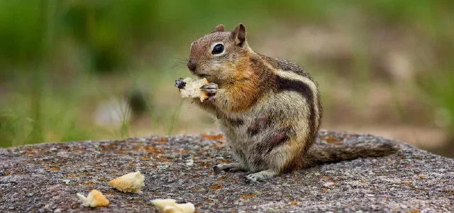 June, Forward, March On