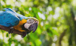 Featured image of post Attending the 22nd Anniversary of Foshan University Law School & Visiting the Wildlife Rescue Center