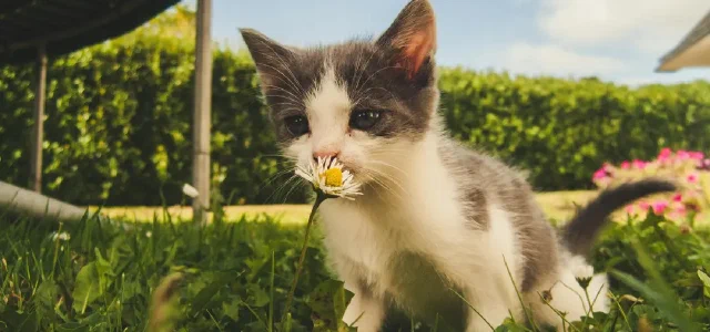 Why Does Your Sense of Smell Go 'Haywire' Again After a Common Cold Post-COVID?