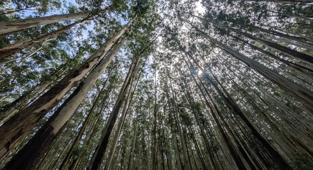 Eucalyptus