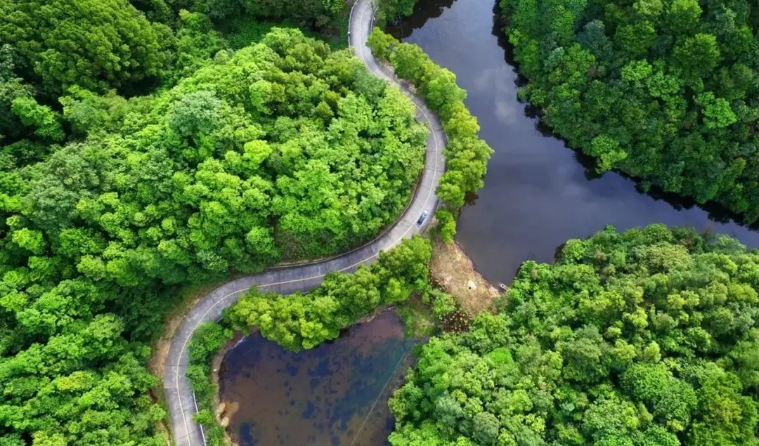 Yunyong Forest Farm