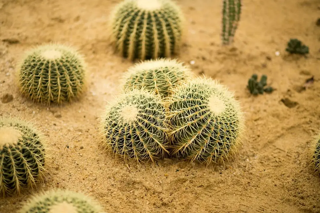 广东盈香生态园