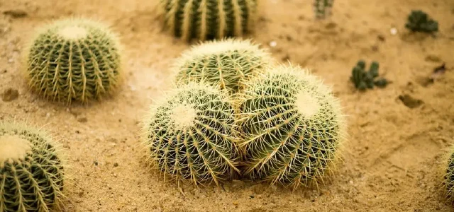 Guangdong Yingxiang Ecological Park